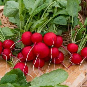 Radis Tinto HF1 - Graines d'Exception